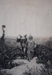 Sulfatage vigne Aude-old