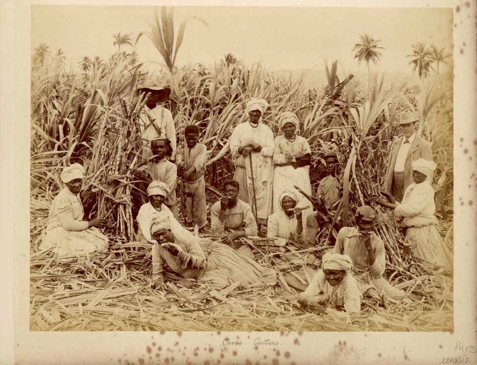 Sugar-cane cutters in Jamaica, Caribbean RMG E9087