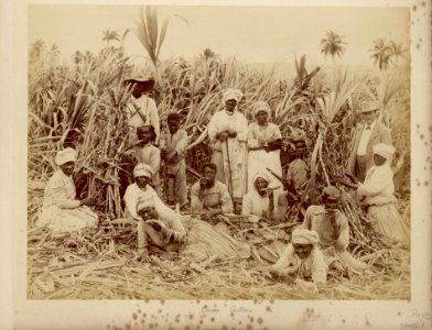 Sugar-cane cutters in Jamaica, Caribbean RMG E9087