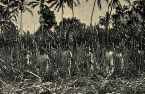 Sugarcanes, Tahiti, by Coulon