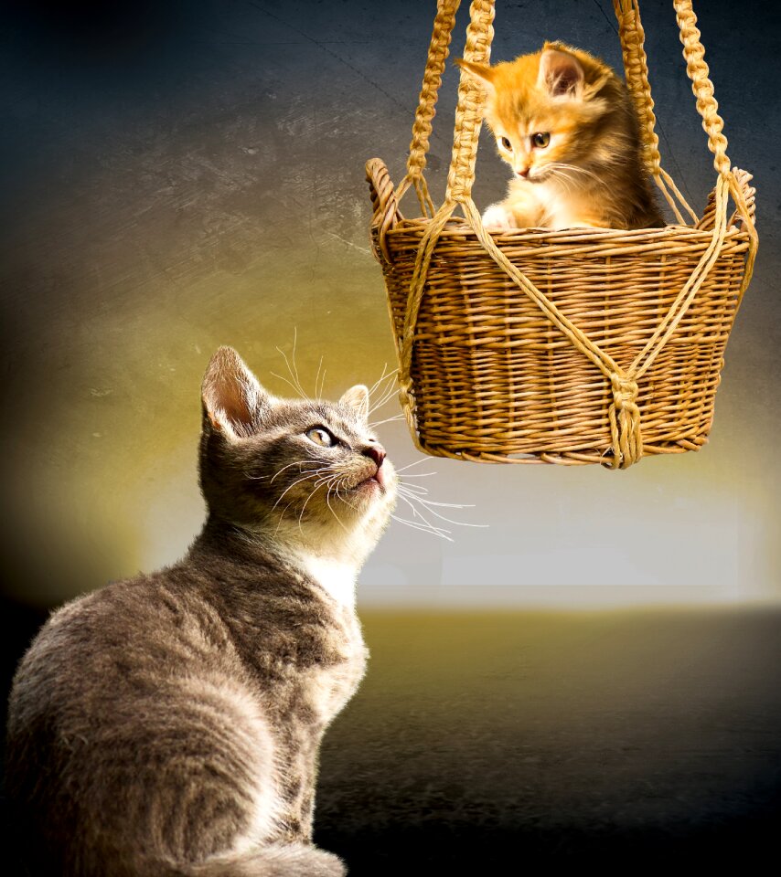 Young cat small cat basket