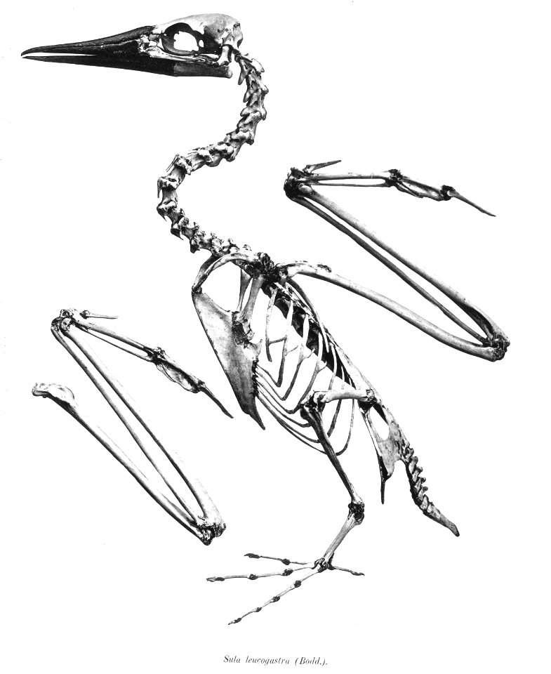 Sula leucogastra 71