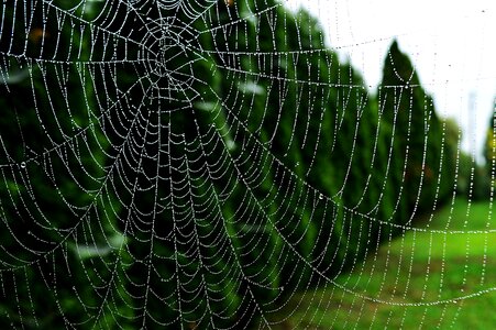 Dew drops drop