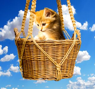 Young cat small cat basket