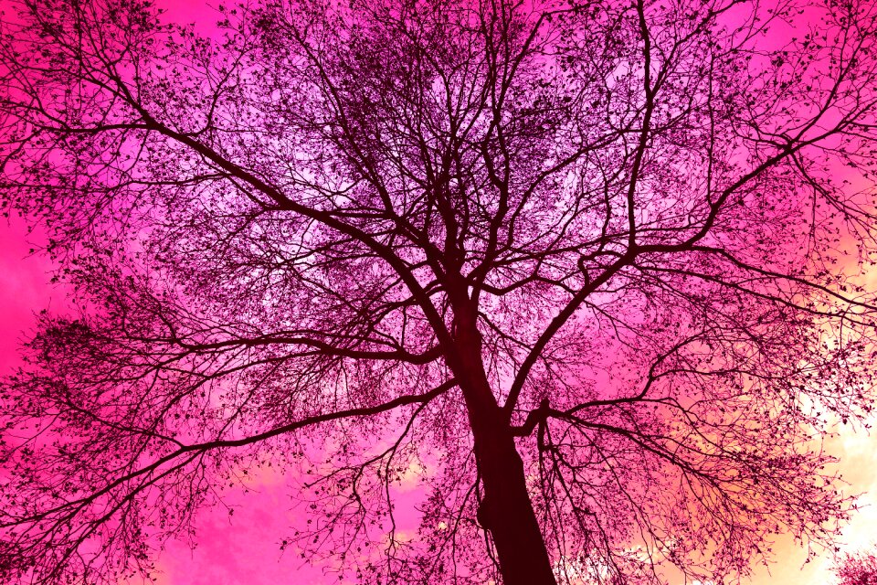 Winter tree bare tree gnarled