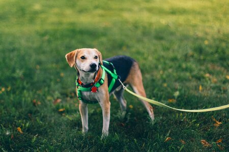 Puppy green grass