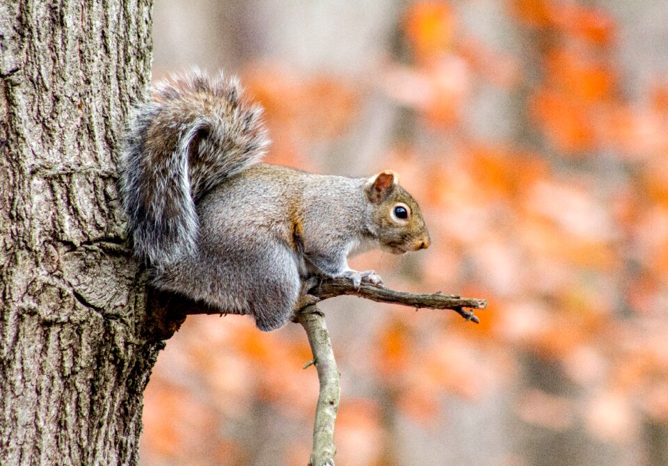 Wood squirrel brown tree