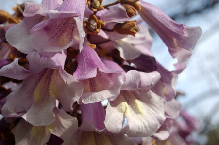 Garden paulownia tomentosa the tree of the princess