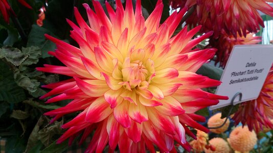 Flower macro close up