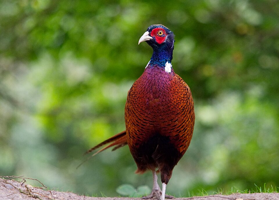 Phasianidae galliformes wildlife