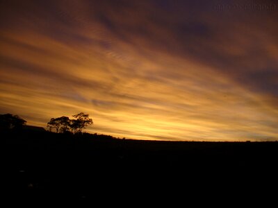 Dawn silhouette trees photo