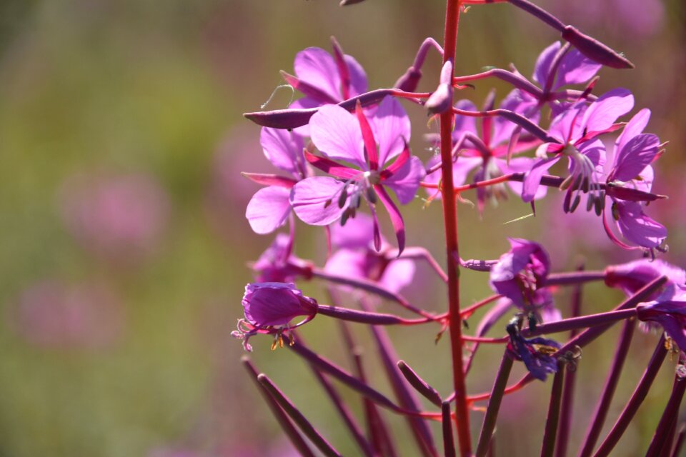 Nature plant close up photo