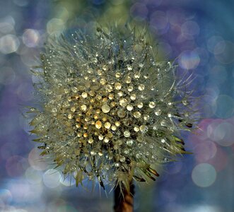 Dew plant water