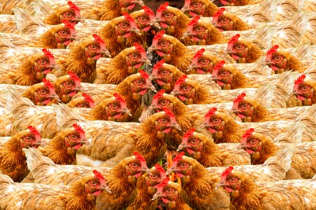 Poultry production caged battery