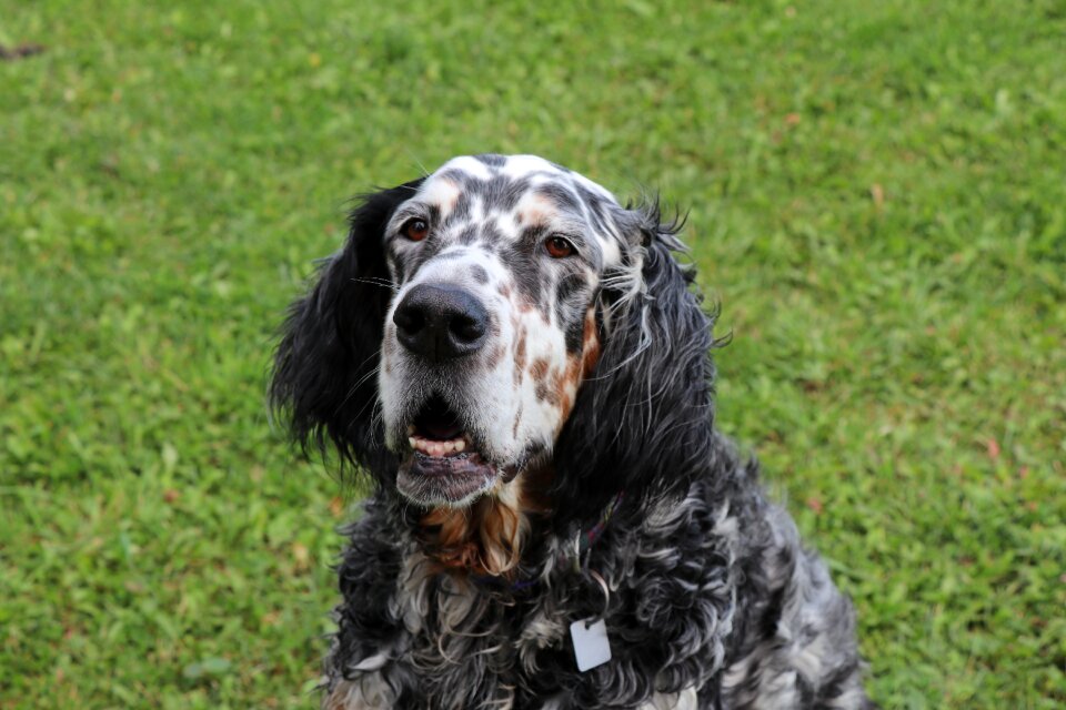 Canine pet green pets photo