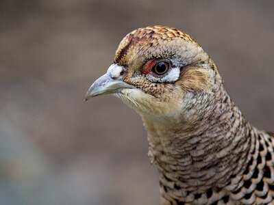 Phasianidae galliformes hen photo