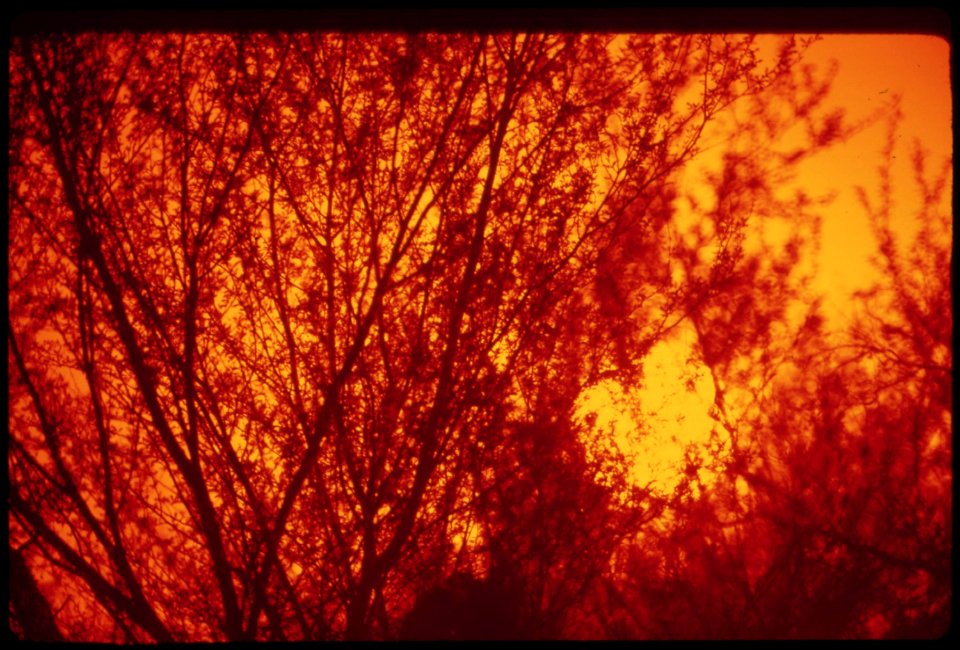 Sun-shines-through-the-trees-on-the-colorado-river-indian-reservation-may-1972 7136403429 o