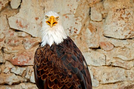 Raptor bird of prey white tailed eagle