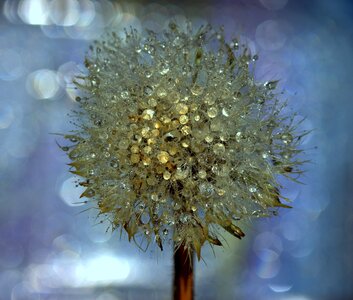 Dew plant water