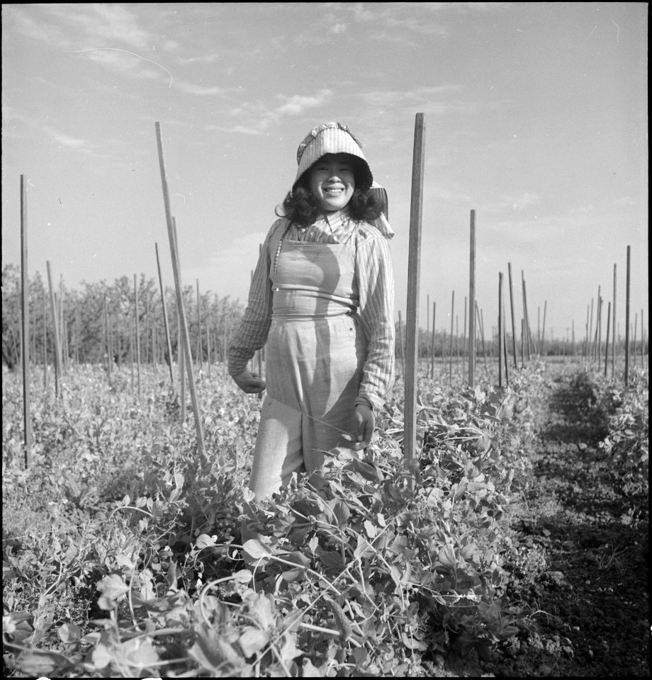 Sunnyvale, California. Stringing poles in Santa Clara County bean field. Farmers and other evacuee . . . - NARA - 537597