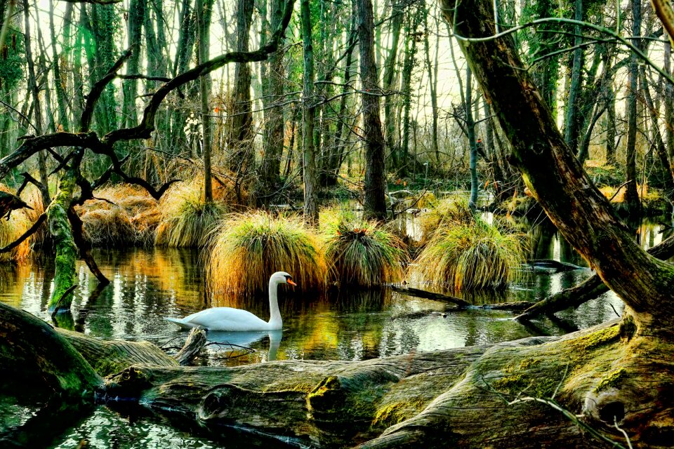 Tree leaf waters