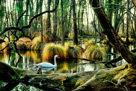 Tree leaf waters