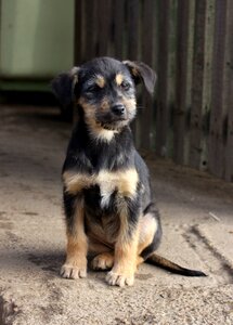 Portrait cute animals