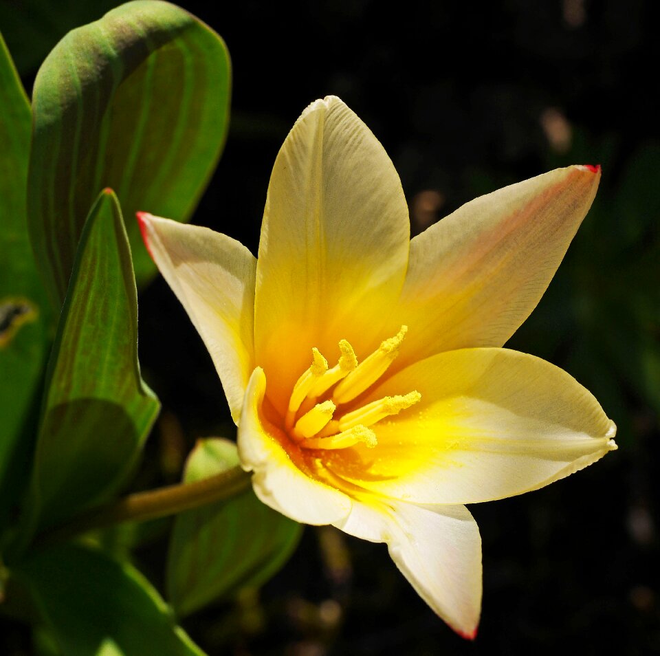 White yellow flower