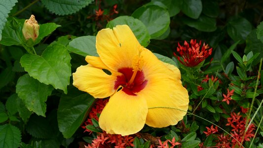 Nature color yellow