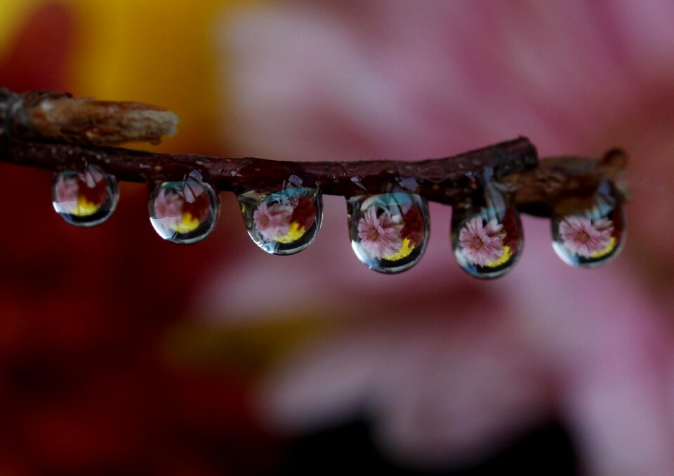 Plant water macro
