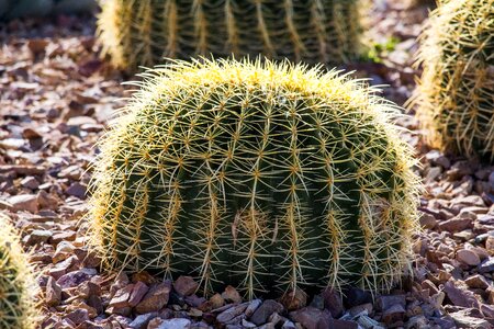 Sharp nature desert