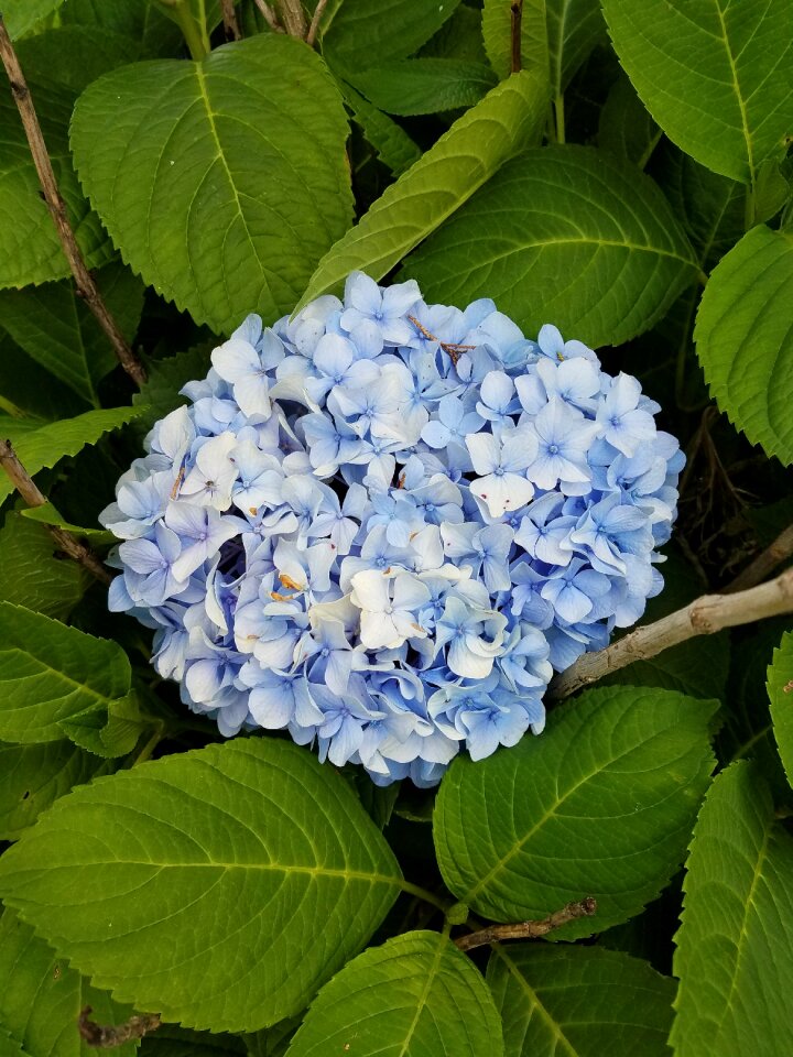Nature floral plant
