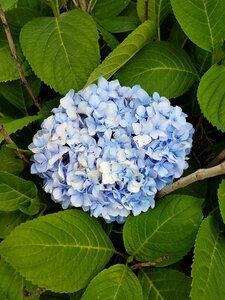Nature floral plant