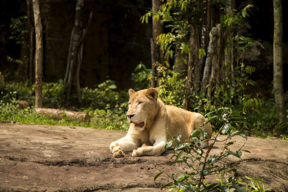 Safari the zoo wilderness