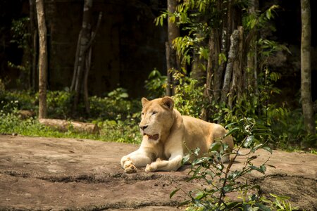 Safari the zoo wilderness