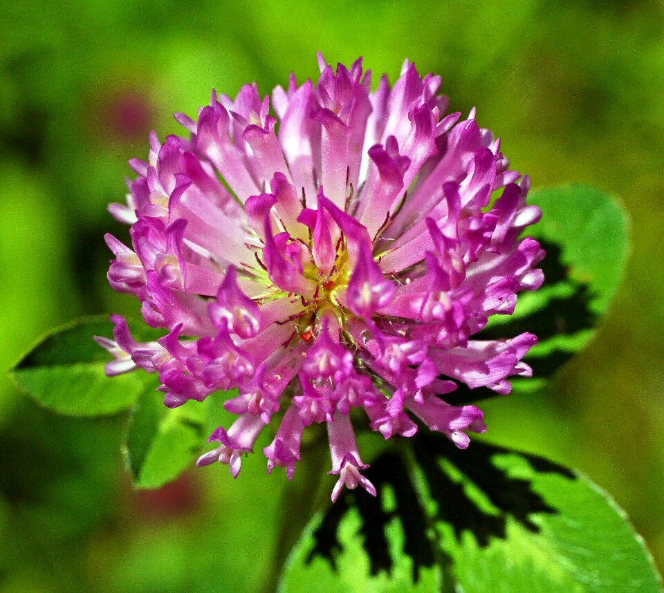 Flower nature plant