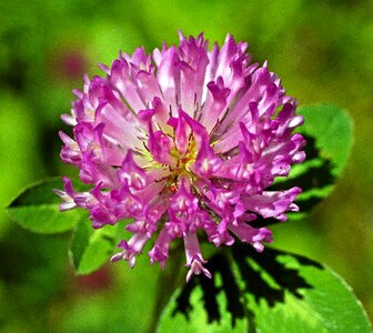 Flower nature plant