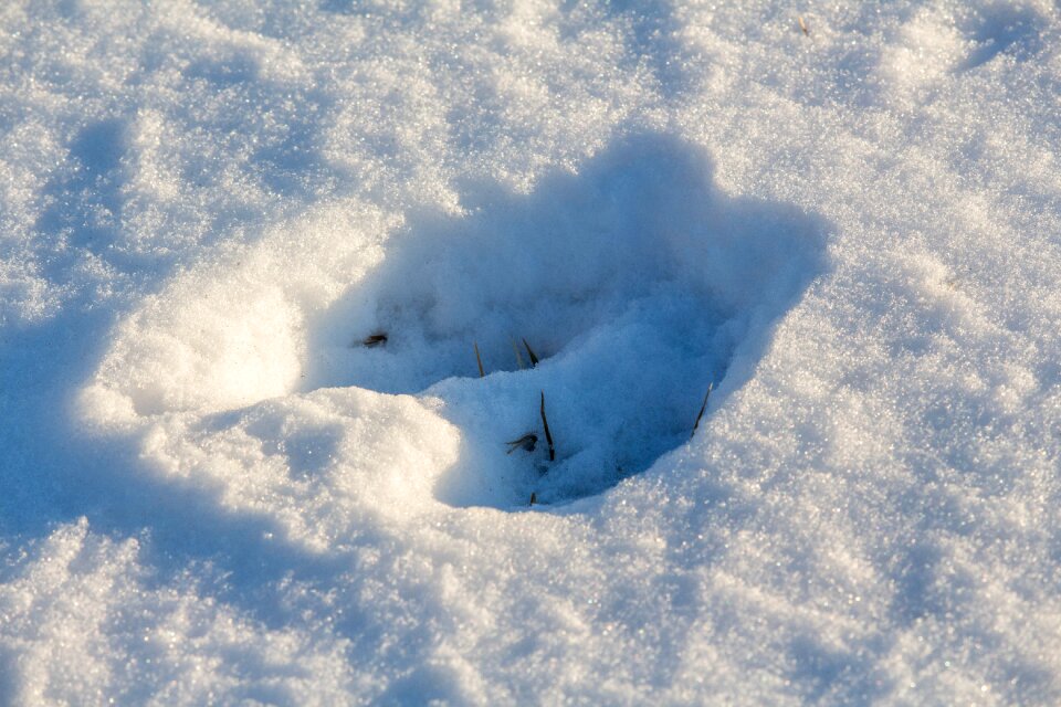 Nature winter foot print