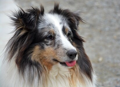 Pull the tongue domestic animal blue merle photo