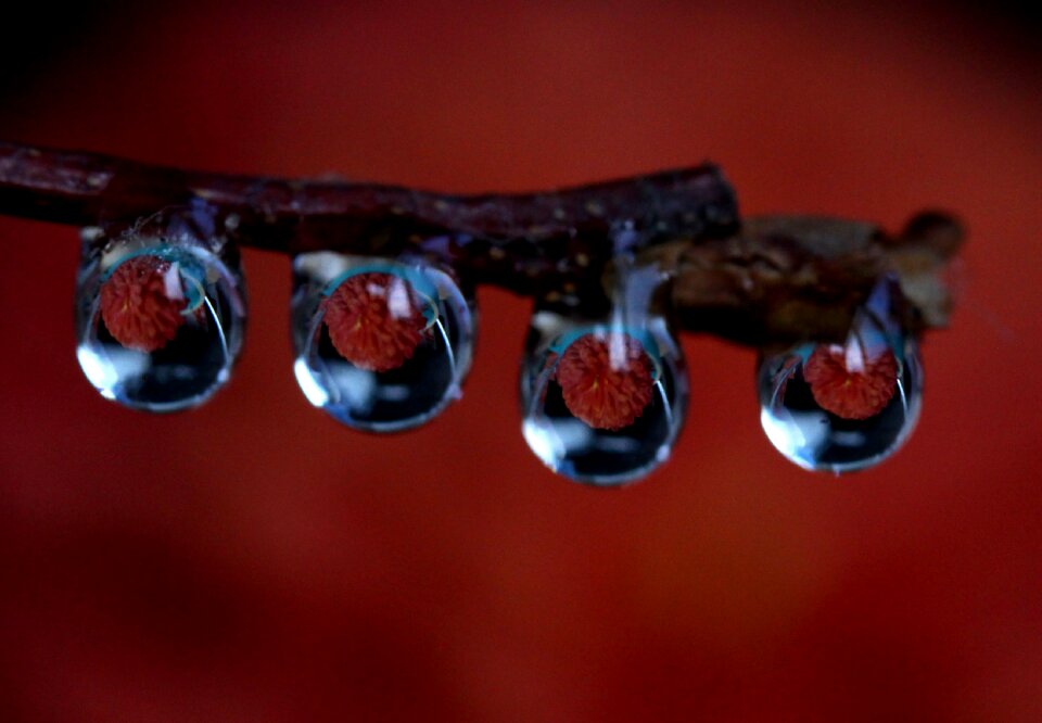 Plant water macro