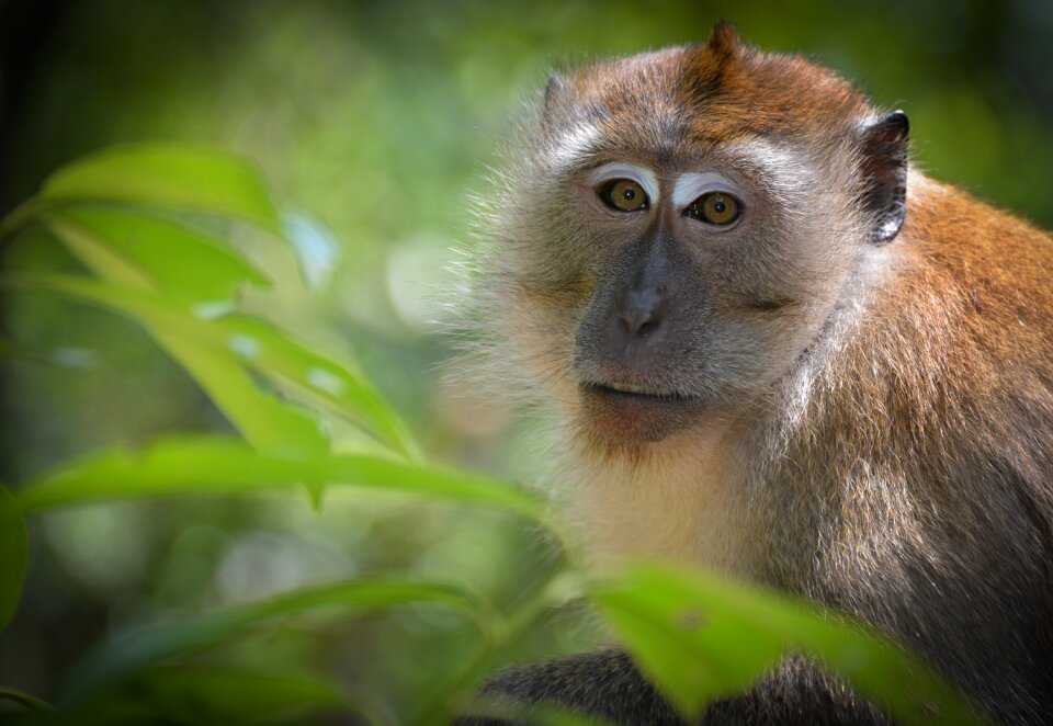 Monkey wild life expensive