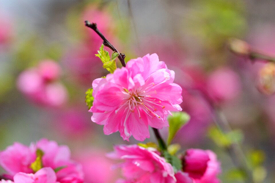 Petal fold sales call spring