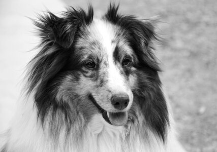 Photo black white head female