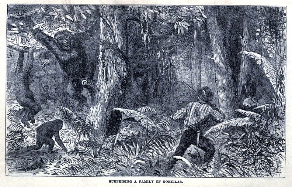 Surprising a family of gorillas