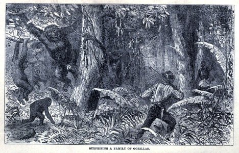 Surprising a family of gorillas