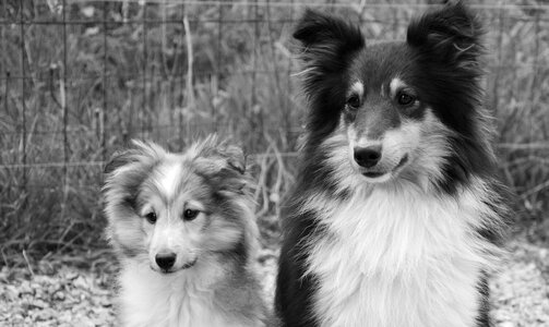 Shetland sheepdog male tricolor female fawn overlaid with black