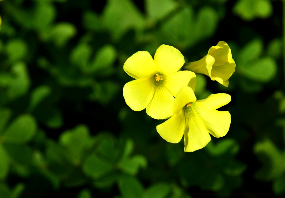 Yellow flower flower small