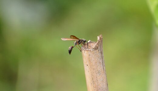 Wasp macro armenia photo