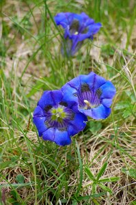 Blue gentian alpine flower blue flower photo