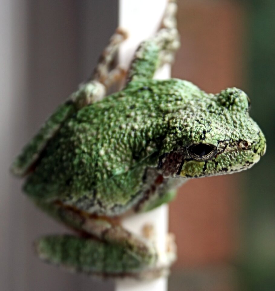 Animal wildlife amphibian